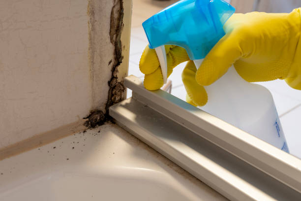 Best Mold Remediation  in Keshena, WI