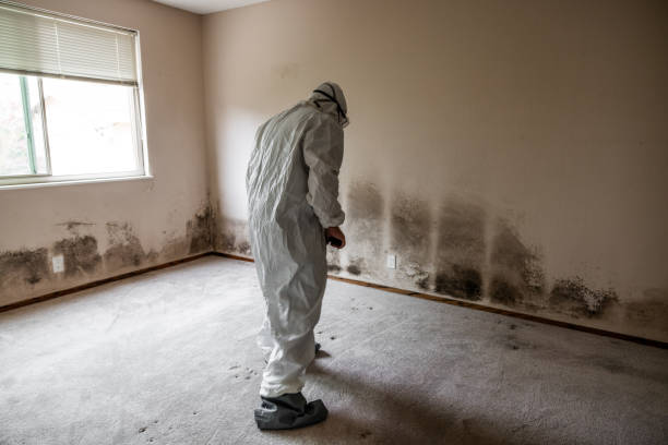 Best Mold Remediation  in Keshena, WI